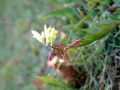 Polygala flavescens