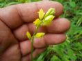 Polygala flavescens