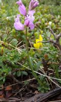 Polygala major