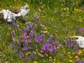 Polygala major