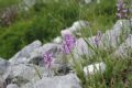 Polygala major