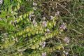 Polygala nicaeensis