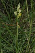 Polygala flavescens