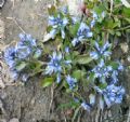 Polygala alpina
