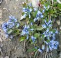 Polygala alpina