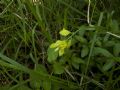 Polygala flavescens