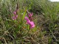 Polygala nicaeensis