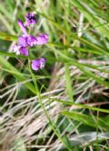 Polygala vulgaris