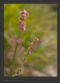 Rumex scutatus