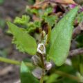 Fallopia convolvulus