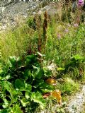 Rumex alpinus