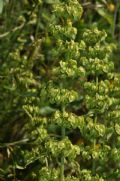 Rumex crispus