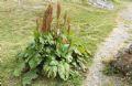 Rumex alpinus