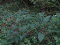 Persicaria virginiana