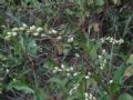 Persicaria mitis