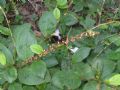 Persicaria filiformis