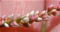 Persicaria maculosa