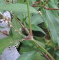 Persicaria lapathifolia