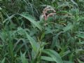 Persicaria mitis