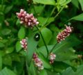 Persicaria lapathifolia