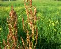 Rumex acetosa