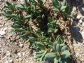 Polygonum maritimum