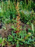 Rumex bucephalophorus