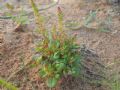 Rumex bucephalophorus