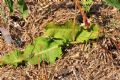 Rumex crispus