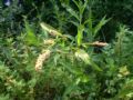 Persicaria maculosa