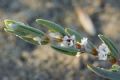 Polygonum maritimum