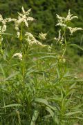 Aconogonon alpinum