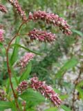 Persicaria lapathifolia