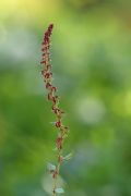 Rumex bucephalophorus