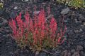 Rumex scutatus subsp. aetnensis