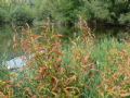 Persicaria maculosa