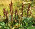 Rumex alpinus