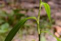 Persicaria maculosa