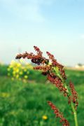 Rumex acetosa