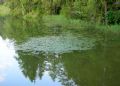 Persicaria amphibia