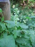 Fallopia dumetorum