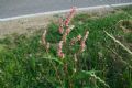 Persicaria lapathifolia