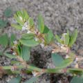 Polygonum robertii