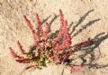 Rumex bucephalophorus