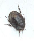 Polyphaga aegyptiaca