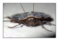 Polyphaga aegiptiaca