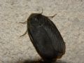 Polyphaga aegyptiaca