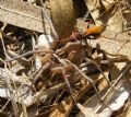 Cryptocheilus discolor
