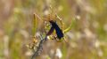 Cyphononyx bretonii