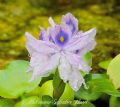 Pontederia crassipes